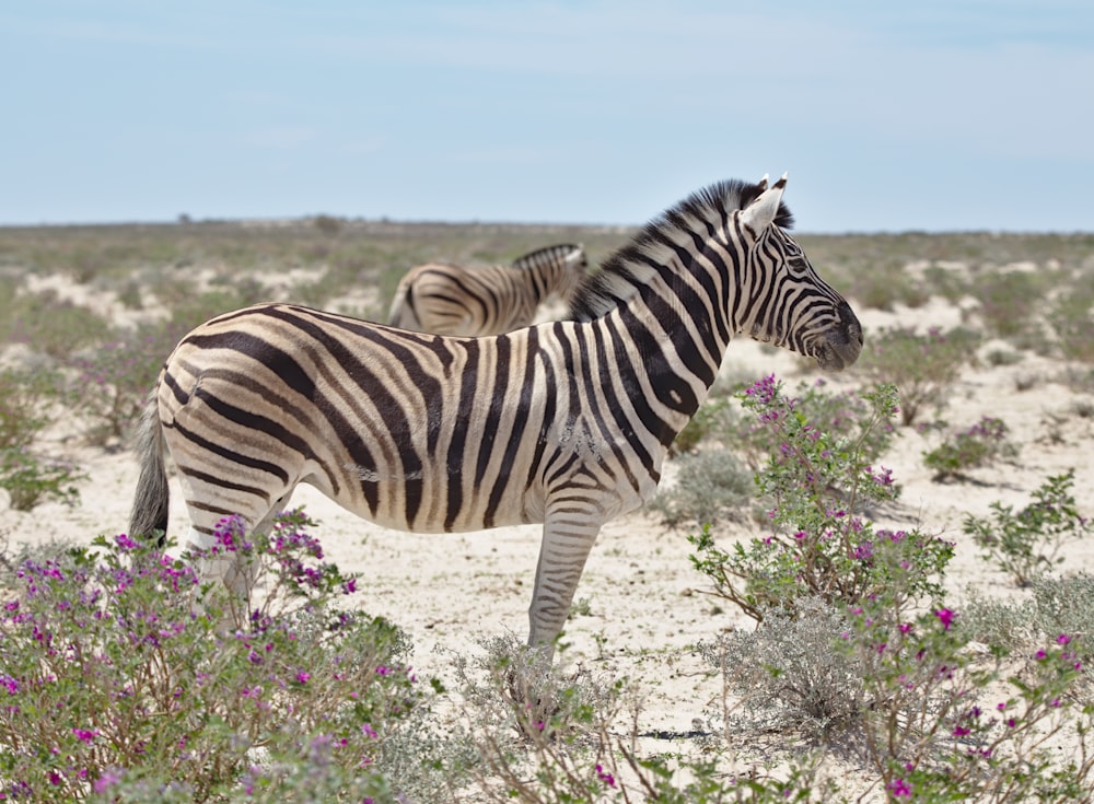 zebra eating grass during daytime