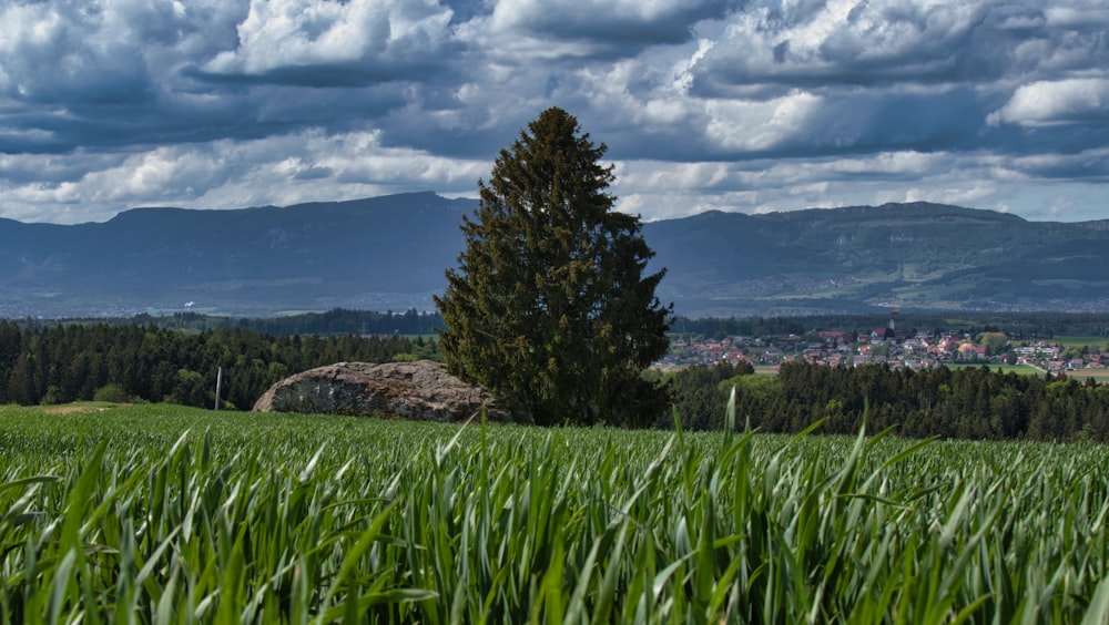 green pine tree on hill during daytime