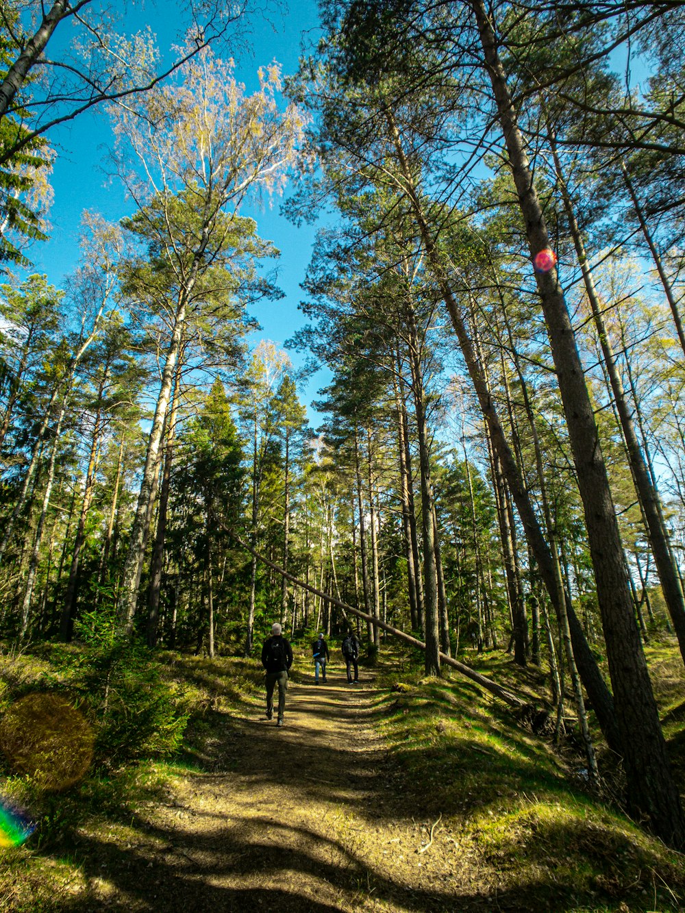 person in black jacket walking on green grass field surrounded by trees during daytime