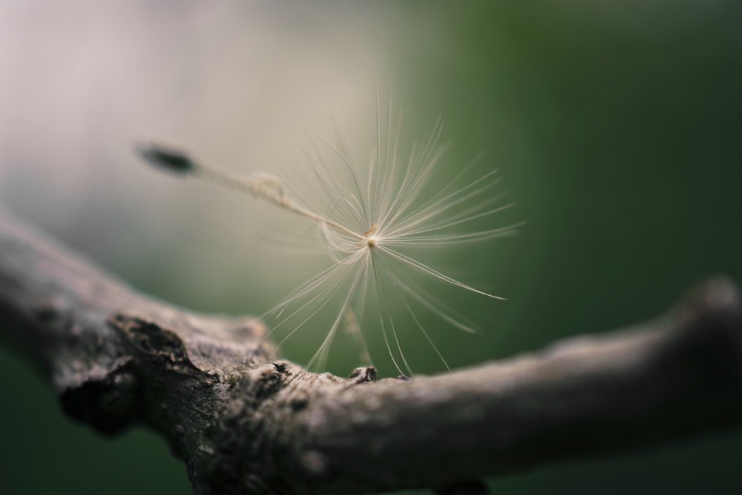 white dandelion in close up photography