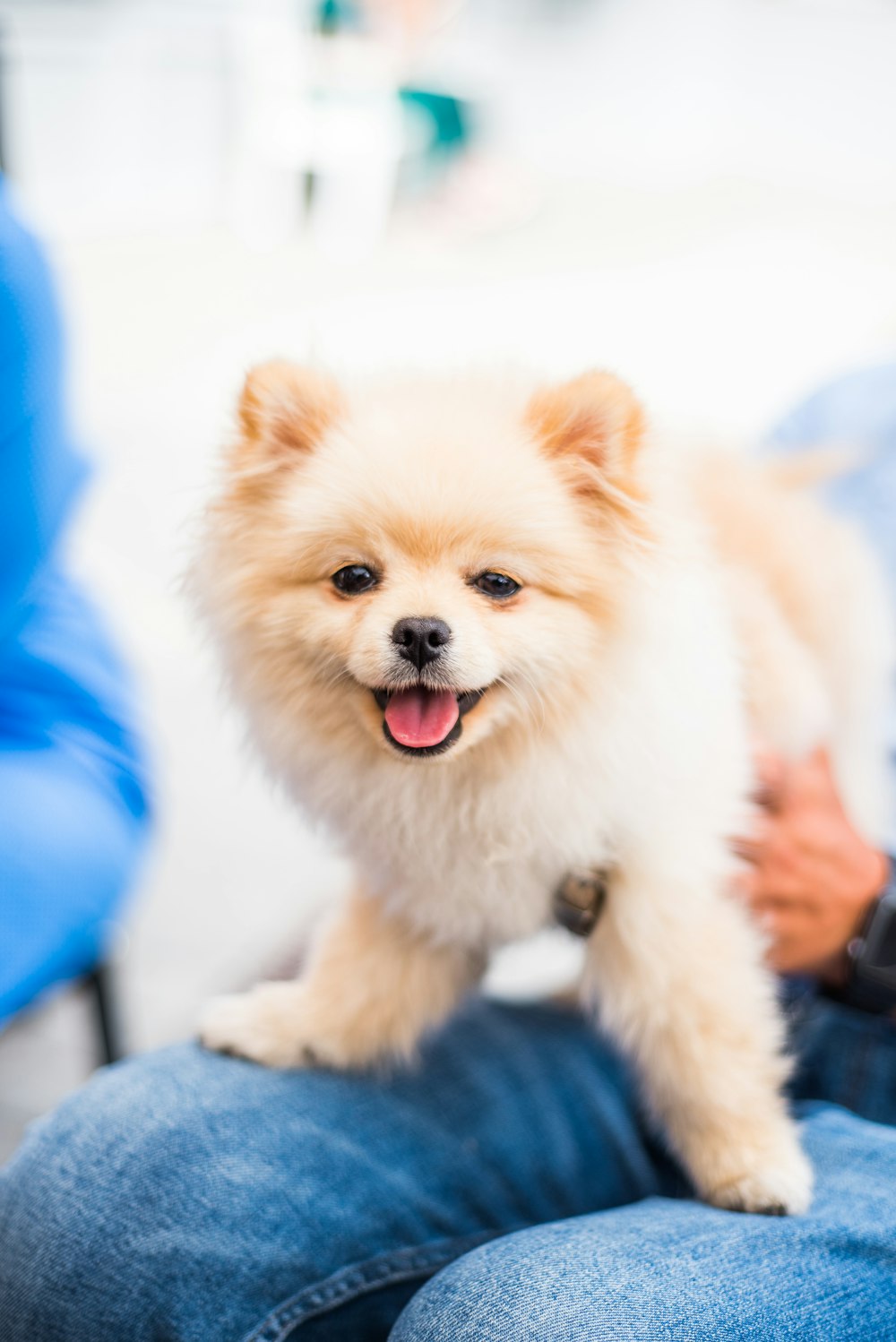 brown pomeranian puppy on blue textile