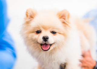 brown pomeranian puppy on blue textile