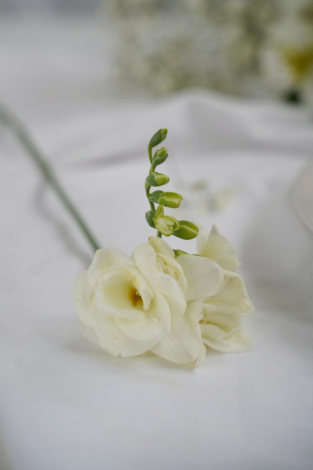 white rose on white textile