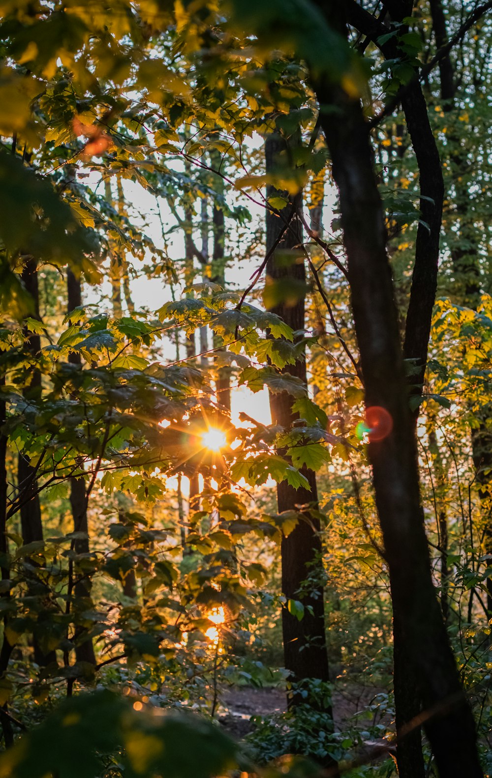 green and brown tree during daytime