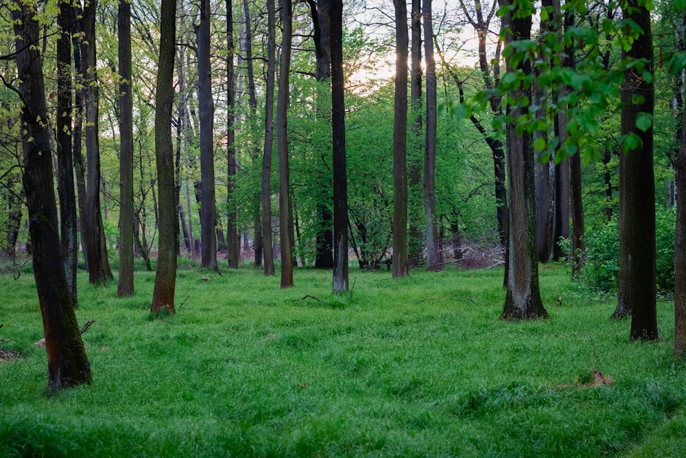 green grass field with trees