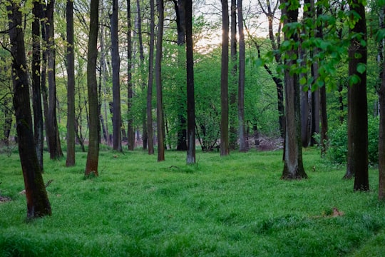 green grass field with trees in Pszczyna Poland