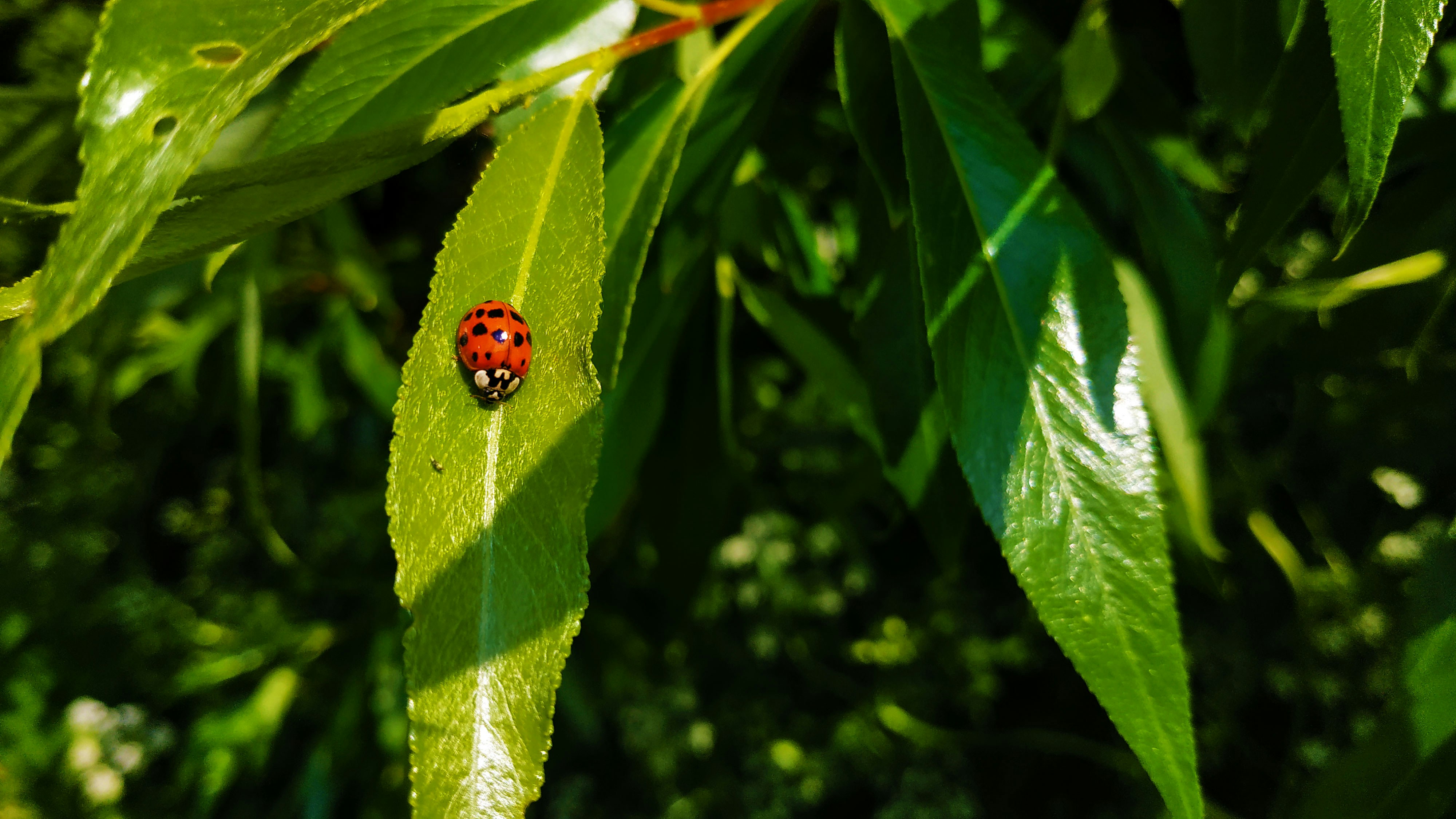 昼間の緑の葉に赤いてんとう虫の写真 Unsplashで見つけるバーミンガムの無料写真