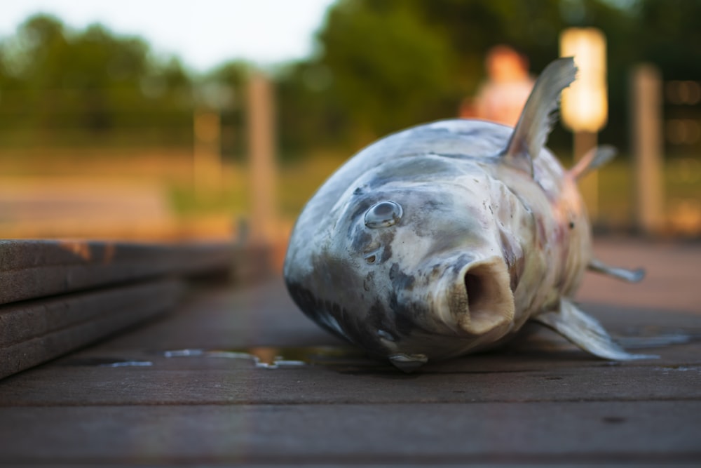 white and black fish figurine on brown wooden table