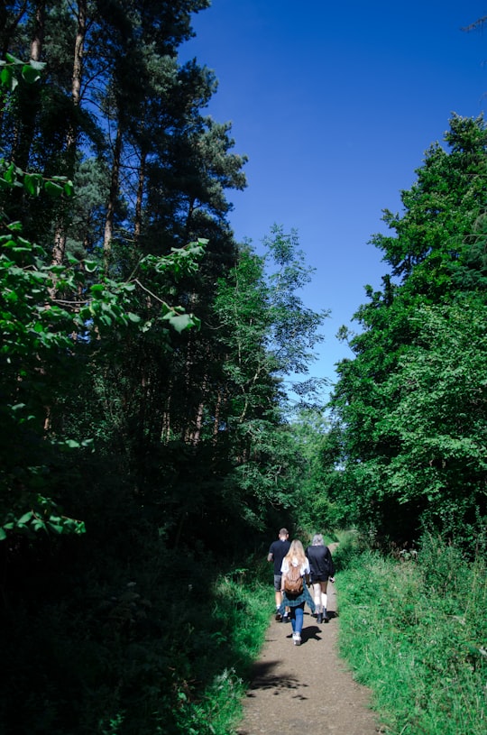 man and woman walking on pathway between green trees during daytime in Salcey Forest United Kingdom
