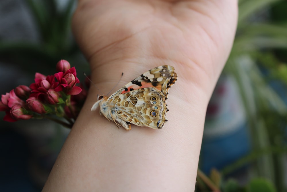 brown and white butterfly on persons hand