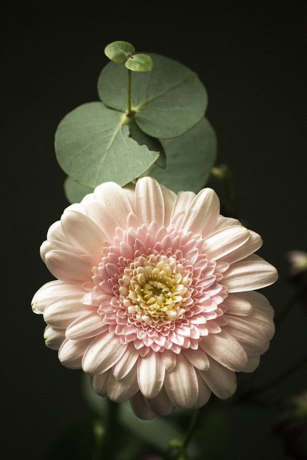 Flor rosa y blanca en macro toma