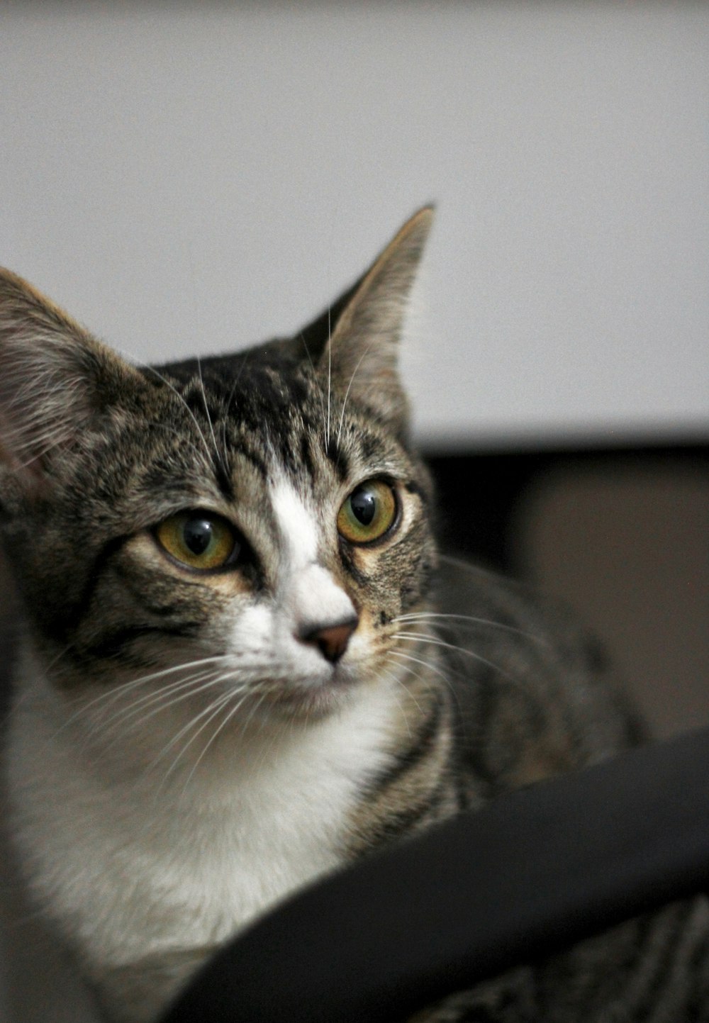 brown tabby cat in close up photography