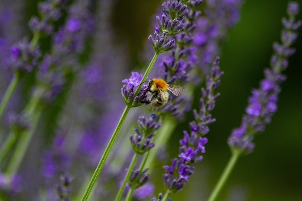 purple flower with black and yellow bee