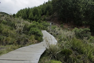 A wooden boardwalk meanders through lush, green vegetation with a backdrop of dense forested hills. The path is surrounded by various types of shrubs and plants, giving a natural and serene feel to the landscape.