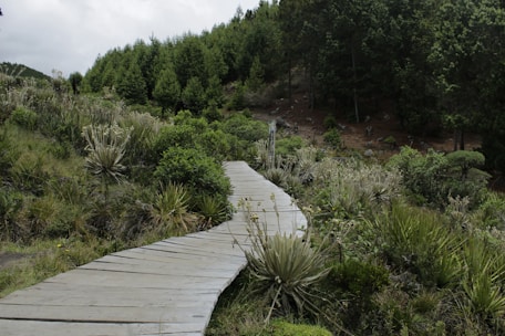 A wooden boardwalk meanders through lush, green vegetation with a backdrop of dense forested hills. The path is surrounded by various types of shrubs and plants, giving a natural and serene feel to the landscape.