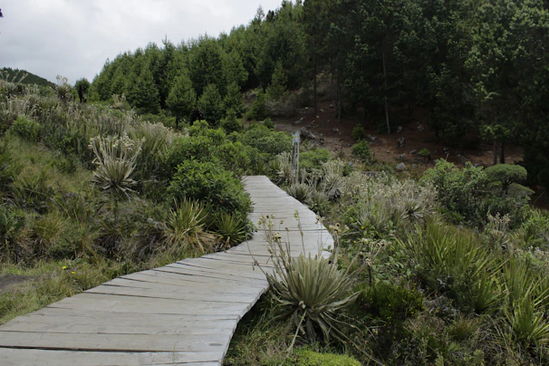 Nearby natural trails winding through Florida greenery just minutes from the condo.
