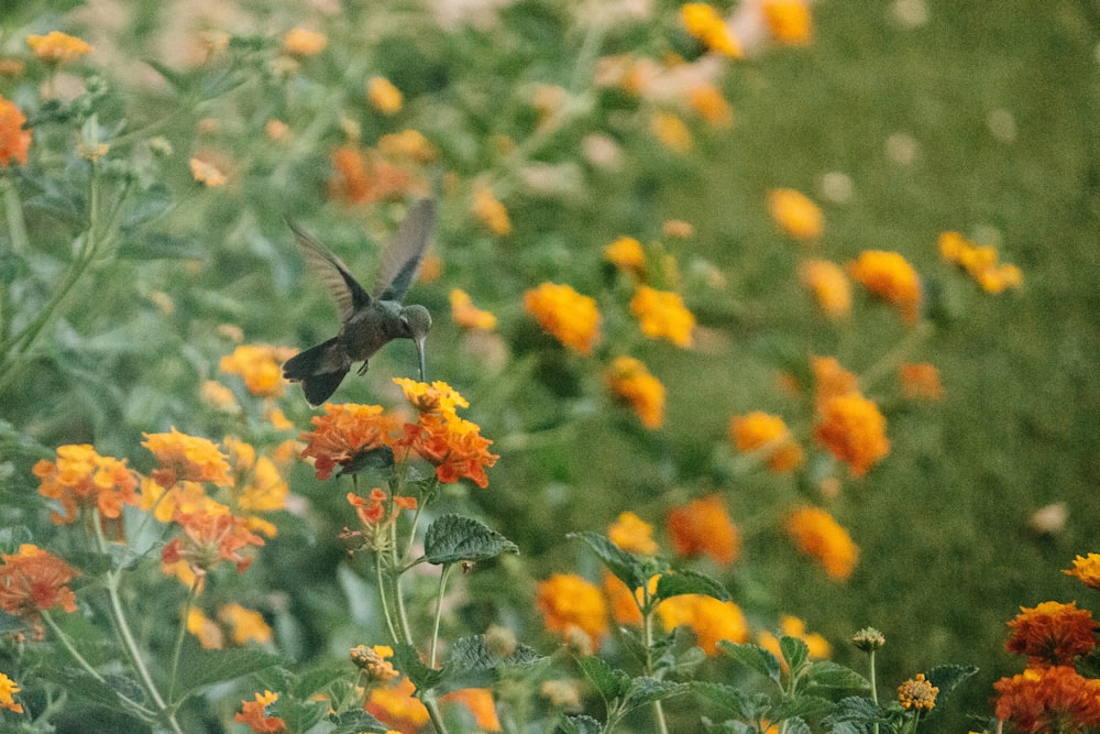 black bird flying over orange flowers