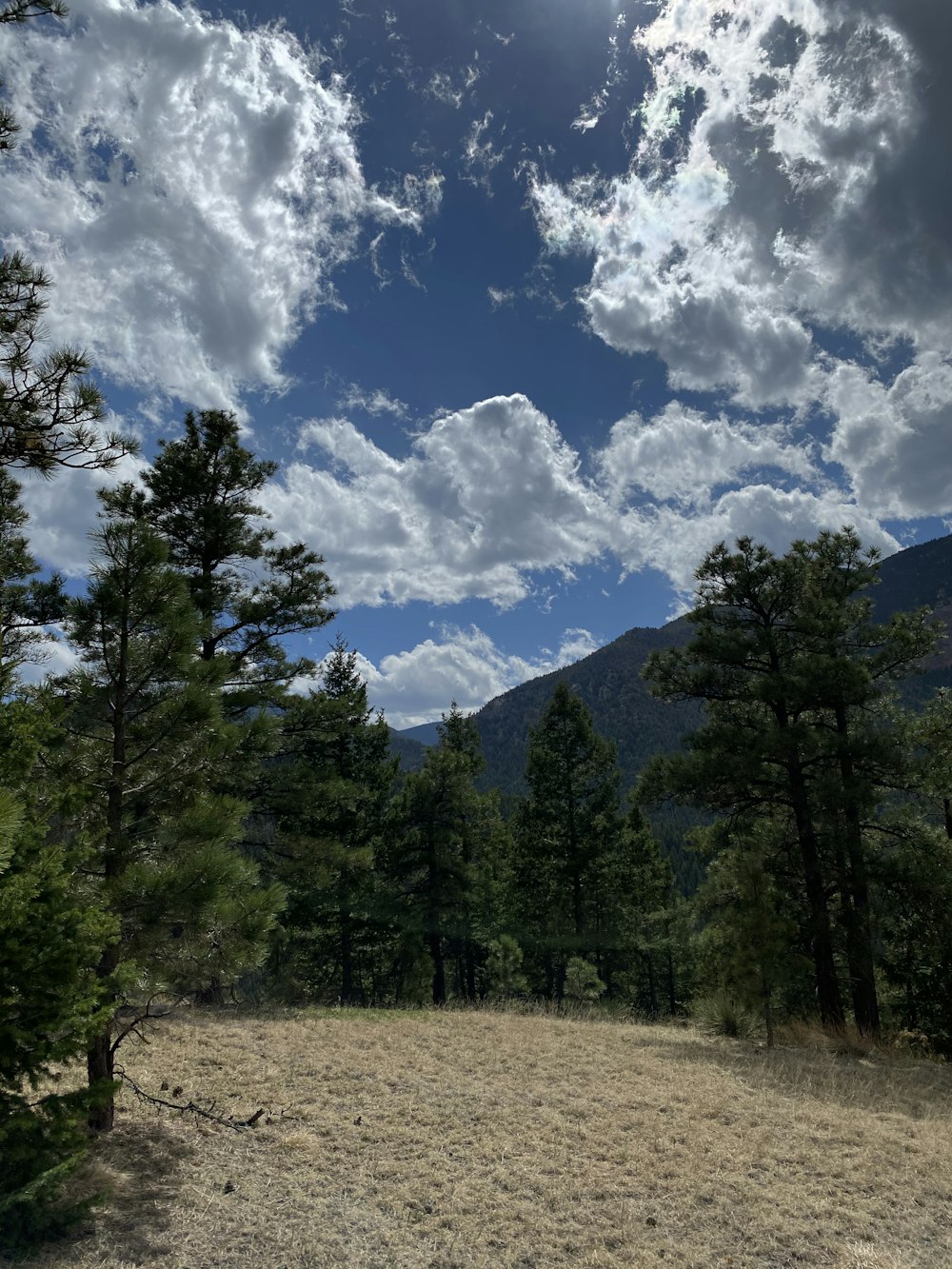 green trees on brown field under blue sky and white clouds during daytime