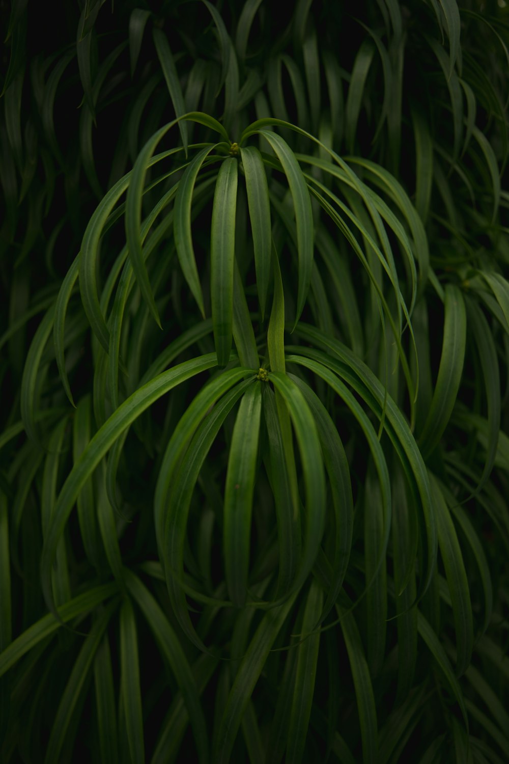 green plant in close up photography