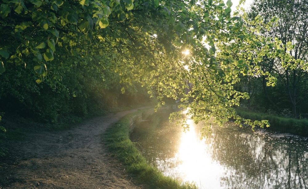 green trees beside river during daytime