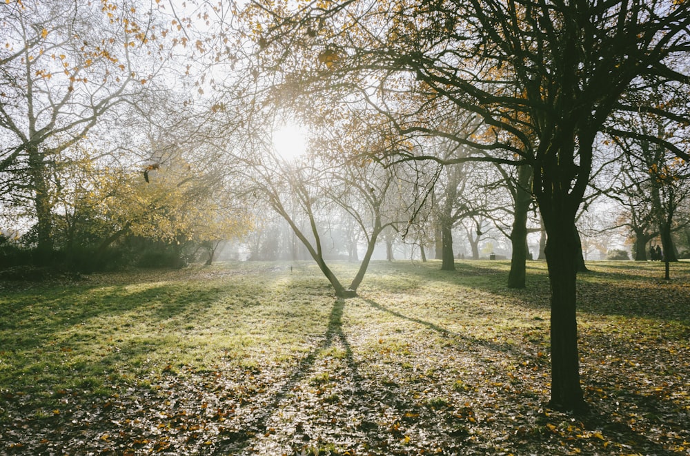 brown tree on green grass field during daytime