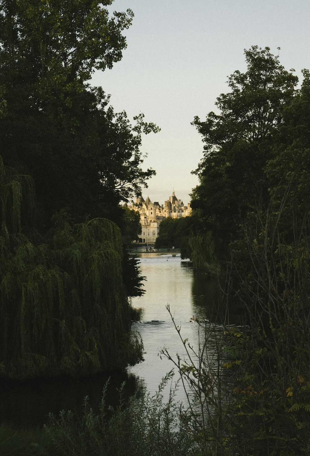 green trees beside river during daytime