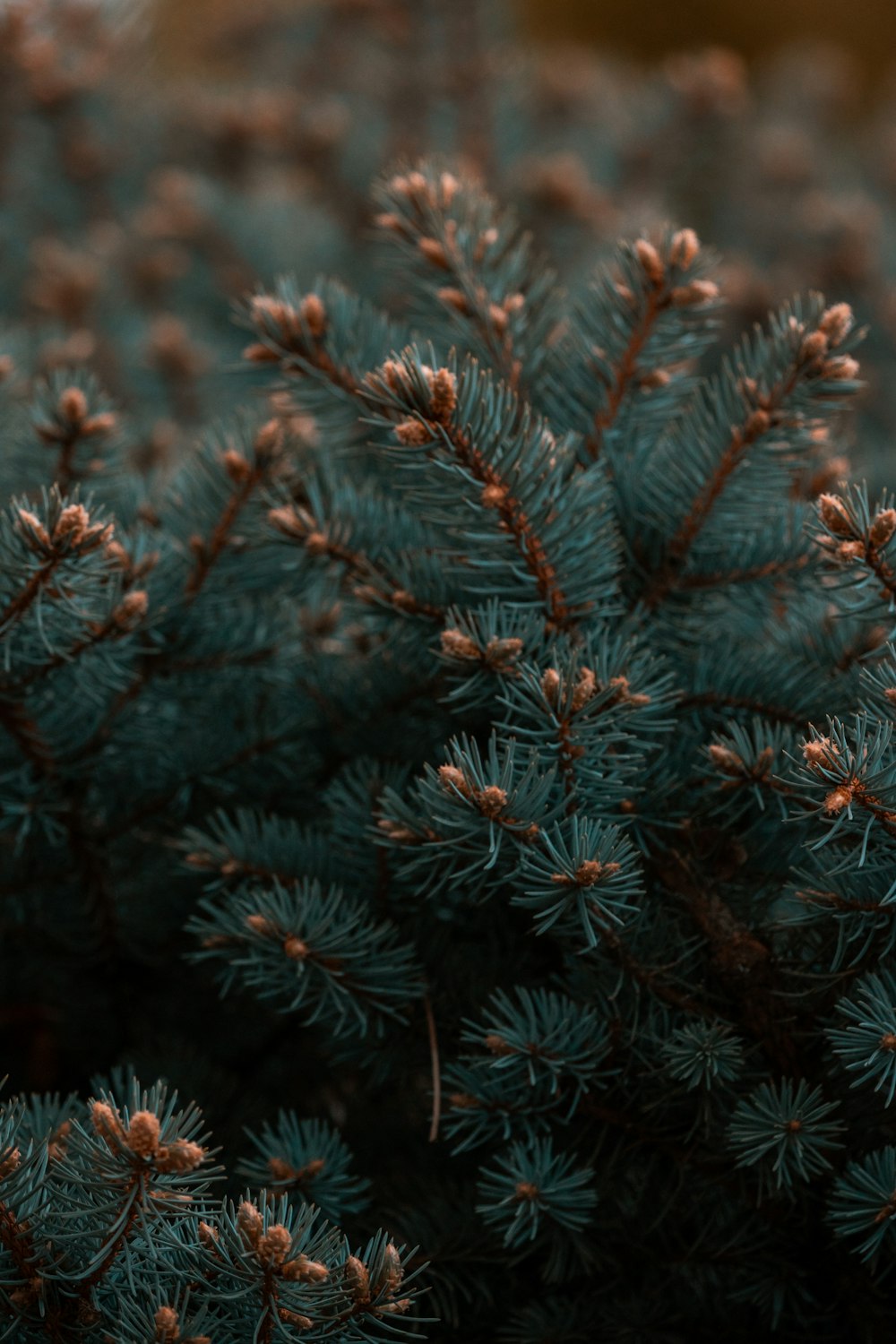 green pine tree with snow