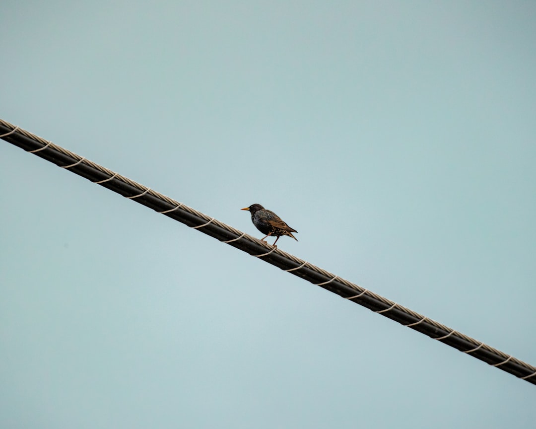 brown bird on brown wire during daytime
