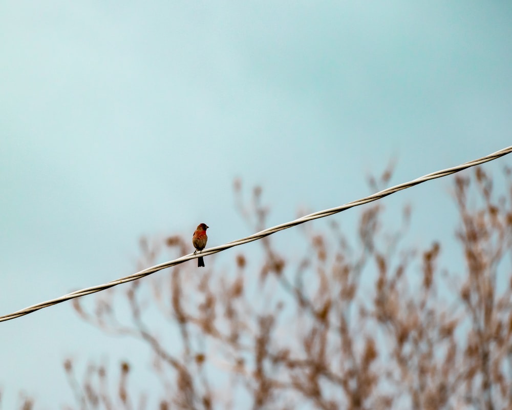 brown bird on black wire during daytime