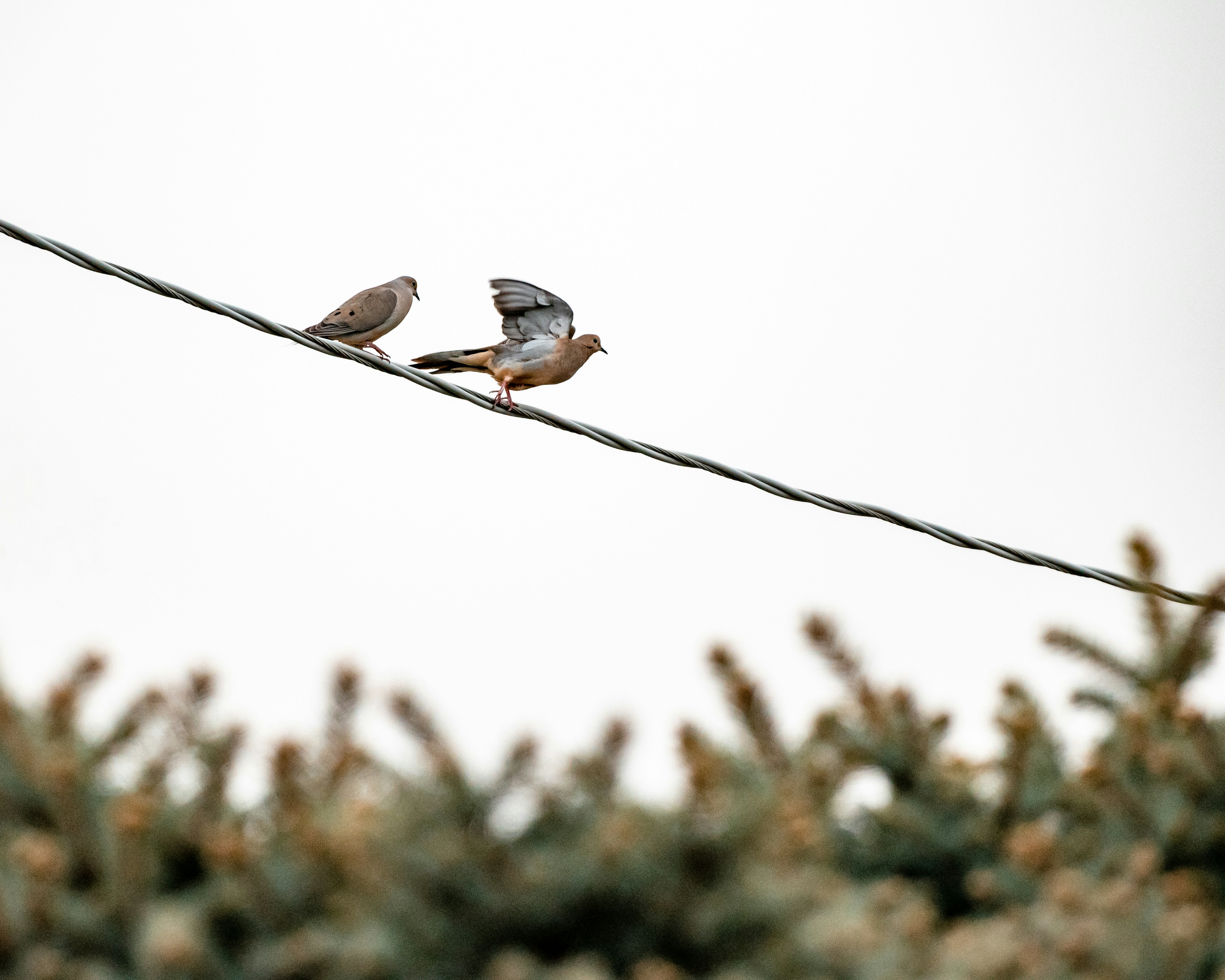 white and brown bird on brown tree branch during daytime