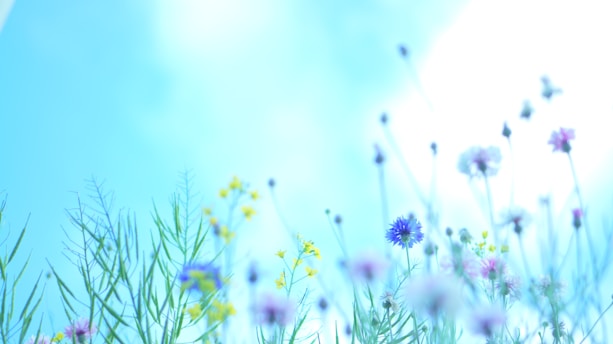 a sunny day in springtime with flowers