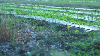 green grass field during daytime