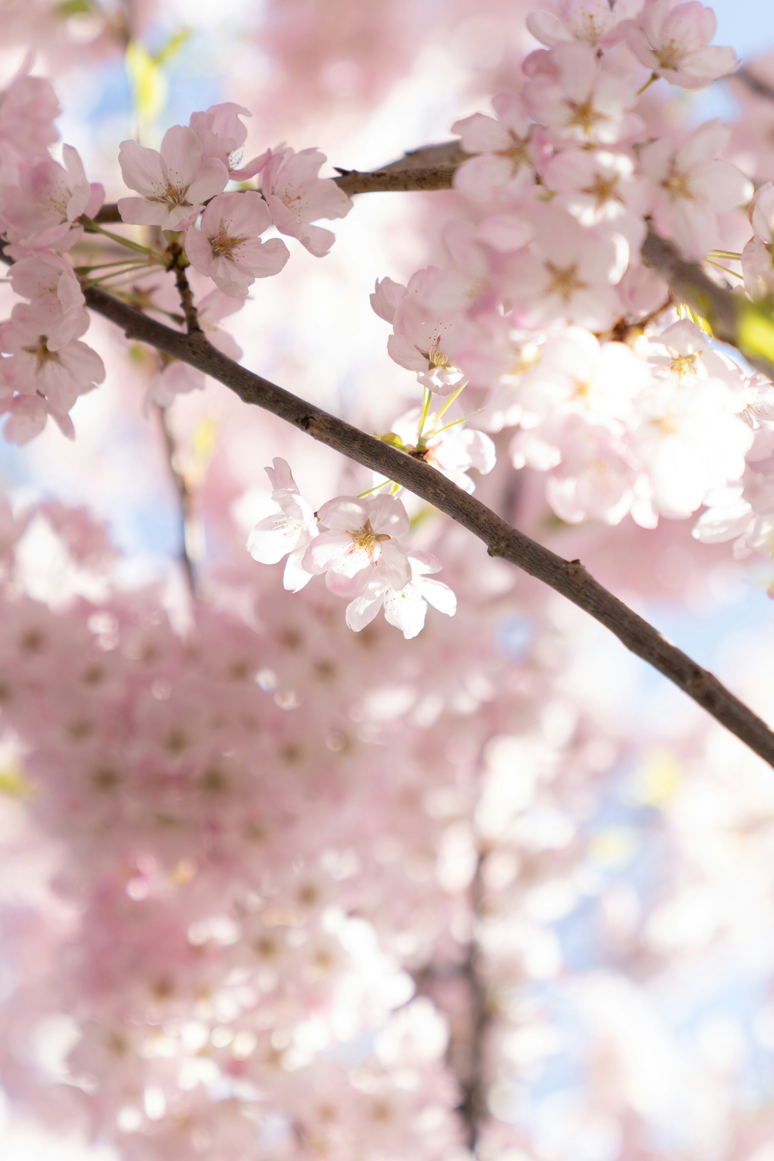 Photo by ycbrphotography