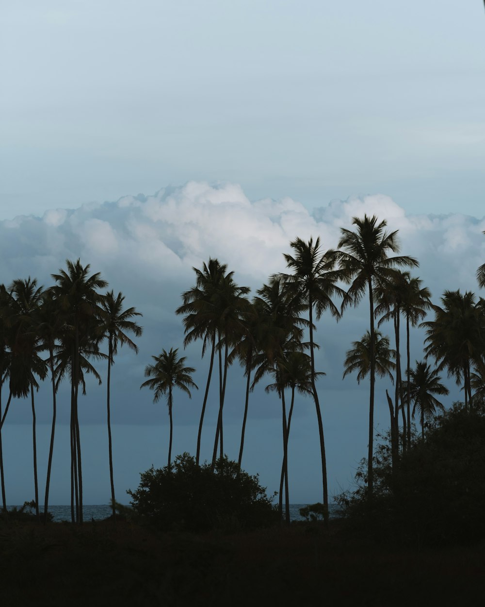 green palm trees under white clouds