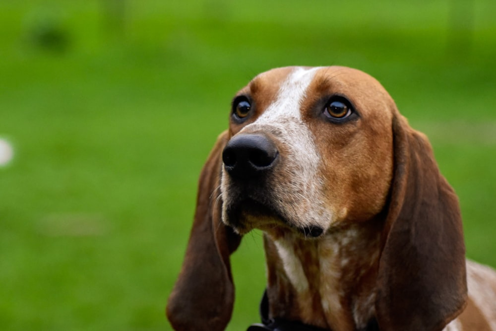 brown and white short coated dog