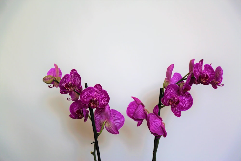 purple moth orchids in bloom