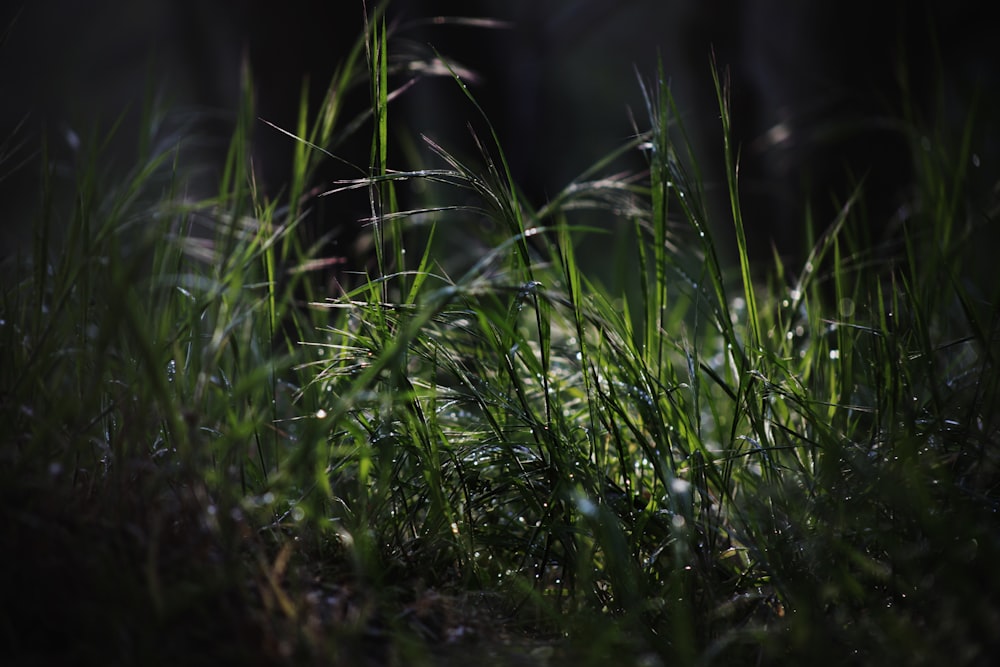 green grass in close up photography