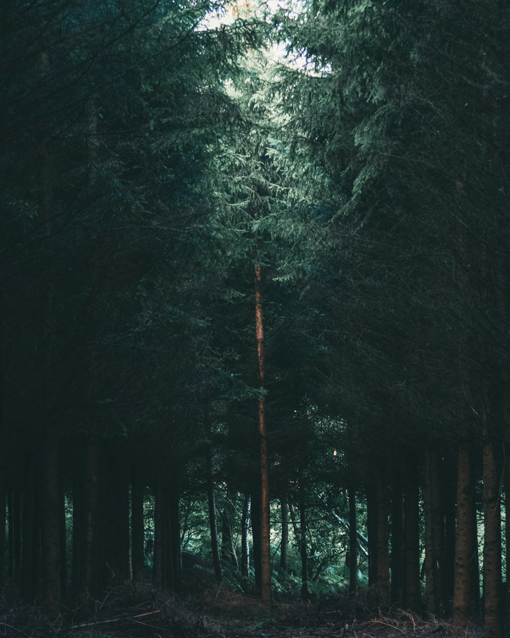 green trees in the forest