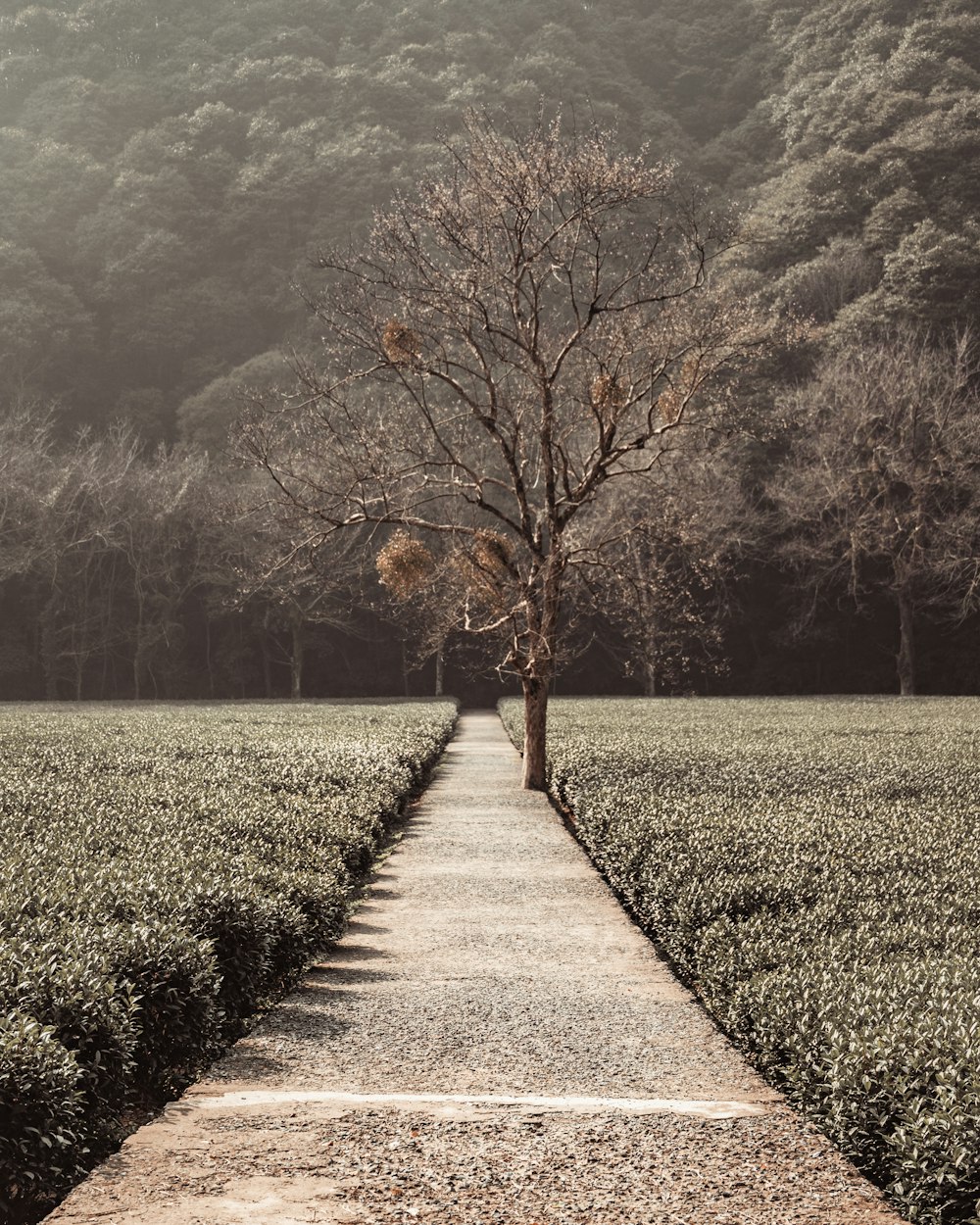 昼間、山の近くの緑の芝生に茶色の木々