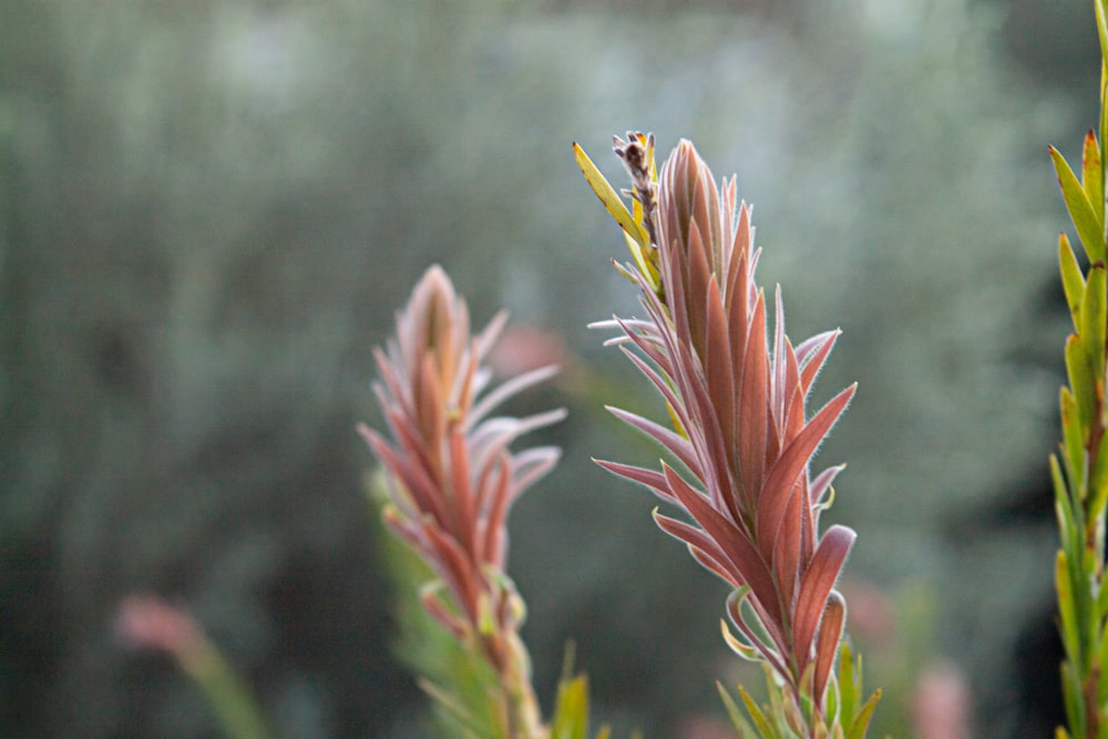 red and yellow flower in tilt shift lens