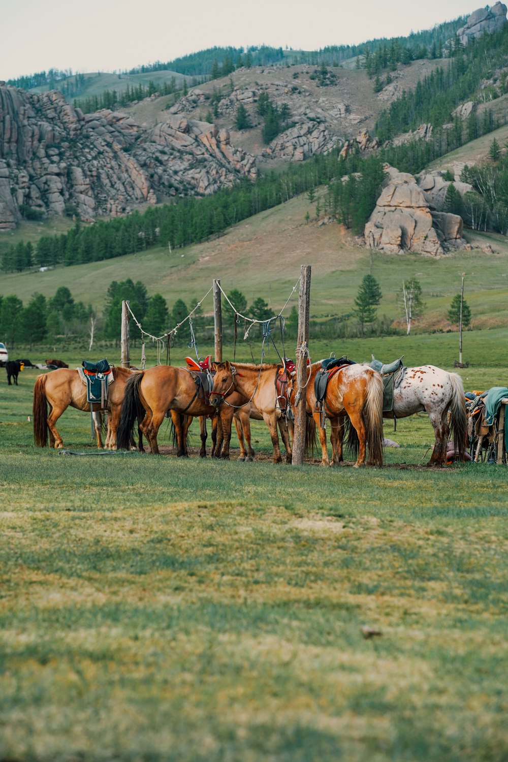 horses on green grass field during daytime