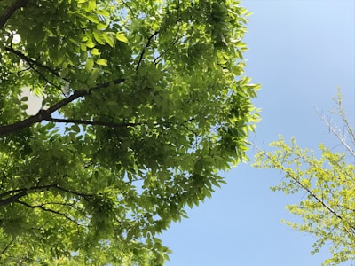 Pozycjonowanie stron internetowych olsztyn - green tree under blue sky during daytime