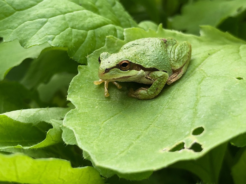 green frog on green leaf