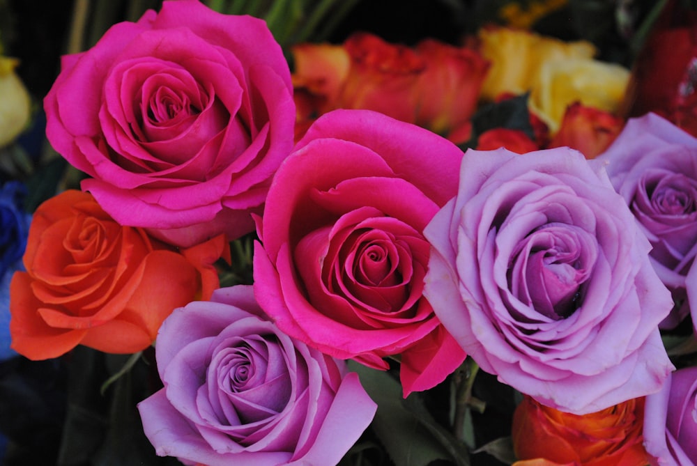 pink rose in close up photography