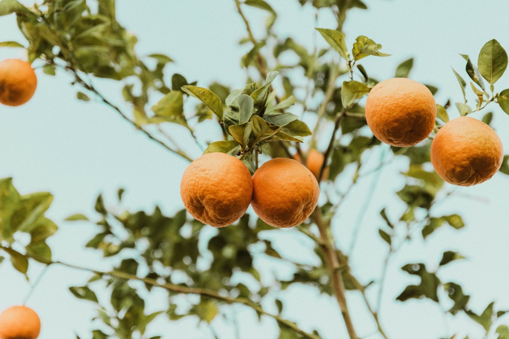 Frutta arancione sull'albero durante il giorno