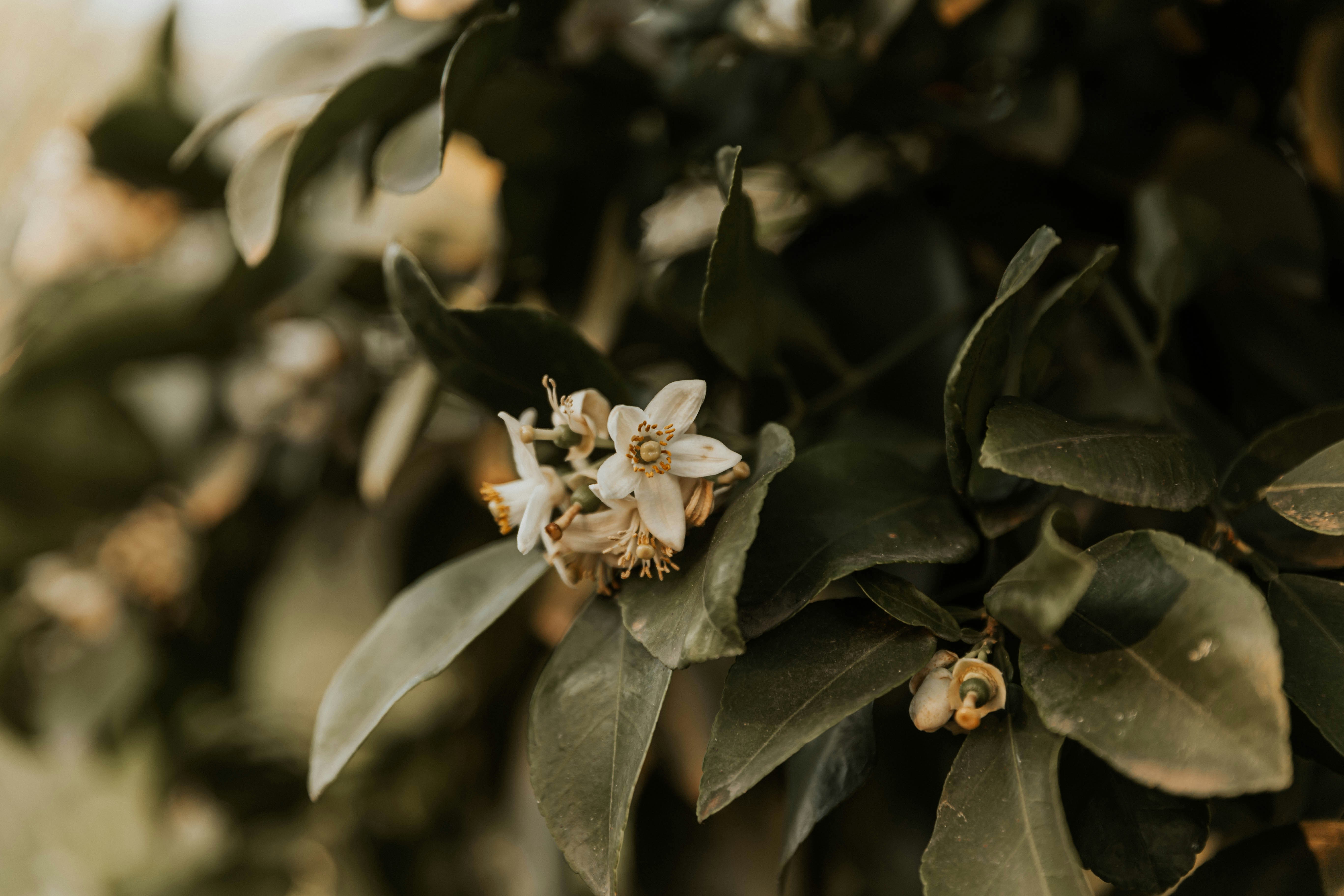 Photo by benignohoyuela