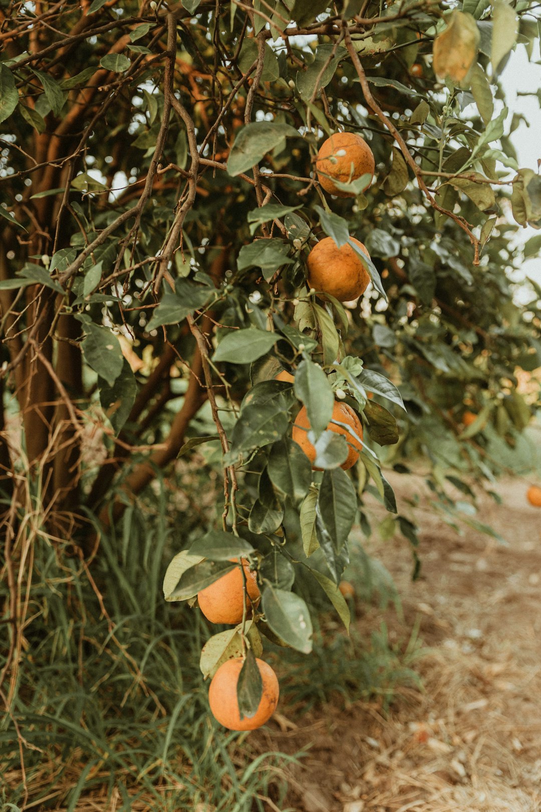 orange fruit on brown tree