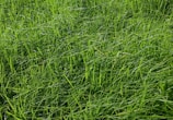 green grass field during daytime