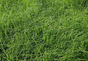 green grass field during daytime