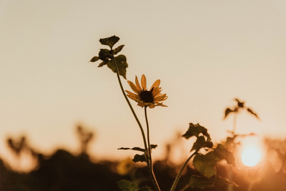 yellow and black flower in tilt shift lens